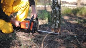 Best Hazardous Tree Removal  in Parlier, CA