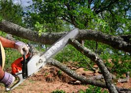 Trusted Parlier, CA Tree Care Experts