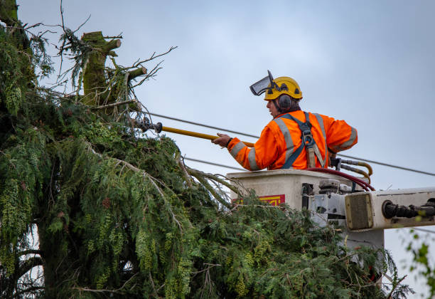  Parlier, CA Tree Care Pros