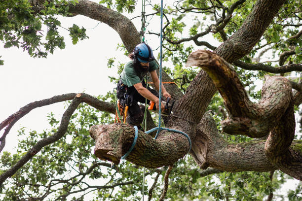 Best Tree Cabling and Bracing  in Parlier, CA