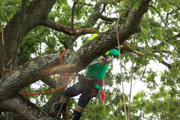 Best Commercial Tree Services  in Parlier, CA