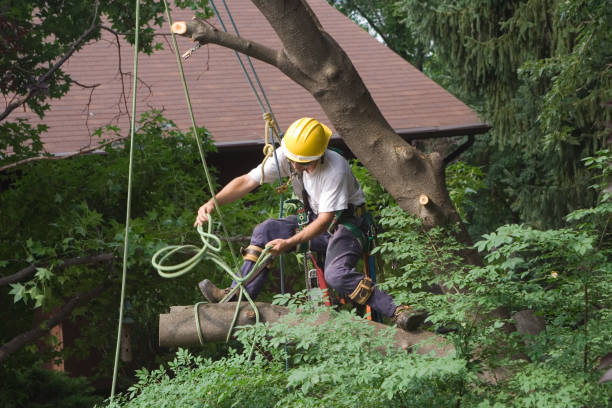 Best Arborist Consultation Services  in Parlier, CA