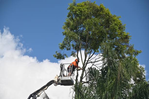 Best Tree Maintenance Programs  in Parlier, CA