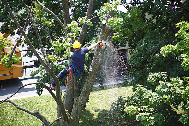 Best Tree Mulching  in Parlier, CA