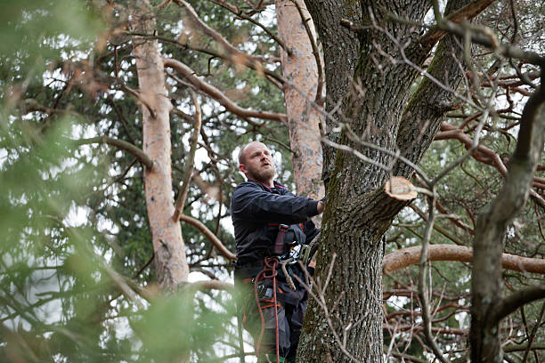 Best Emergency Tree Removal  in Parlier, CA