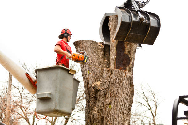 Best Utility Line Clearance  in Parlier, CA