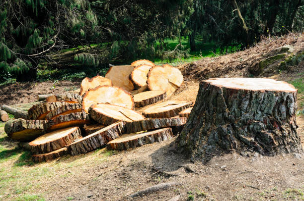 Best Tree Preservation Services  in Parlier, CA